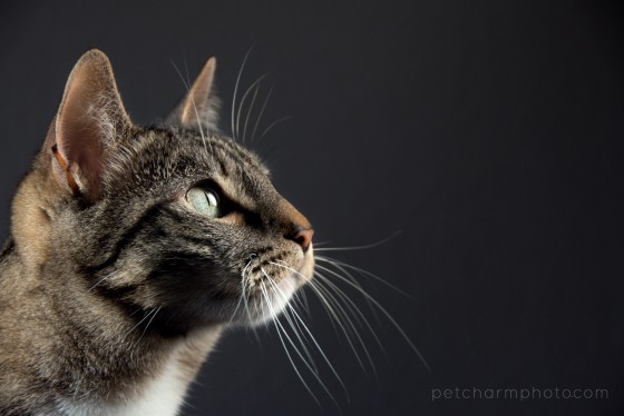 Photo 6 by Pet Charm Photography for Portfolio