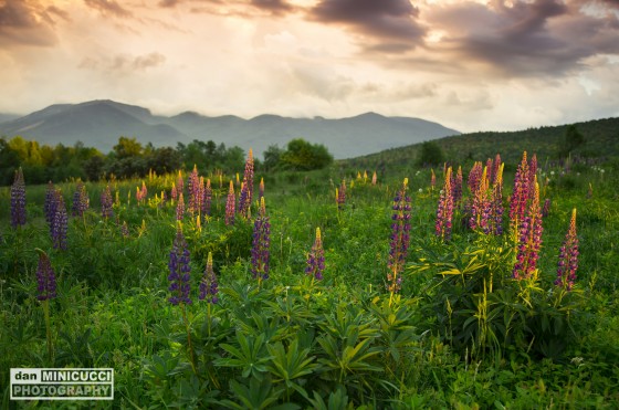 Lupine Sugar Hill, NH