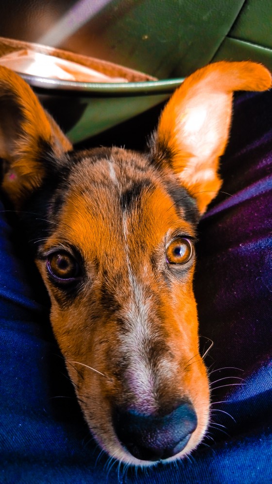 A Canine View 2