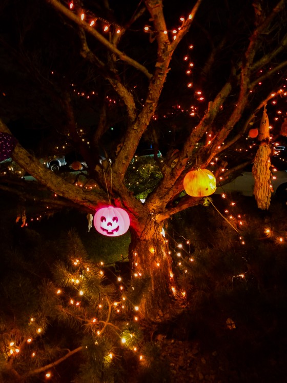O Lantern Tree