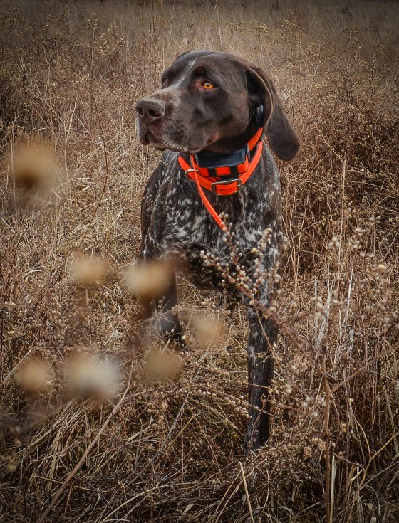 Master Hunting Dog