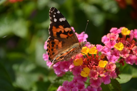 Photo 5 by Darnitra Jackson for Nature